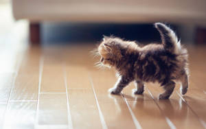 Kitten On The Floor Wallpaper