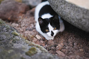 Kitten Under A Rock Wallpaper