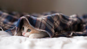 Kitten Under The Blanket Wallpaper