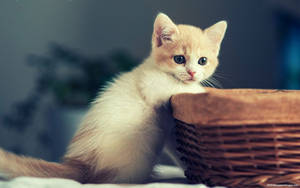 Kitten With A Basket Wallpaper