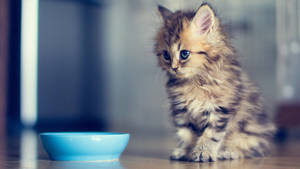 Kitten With Blue Bowl Wallpaper