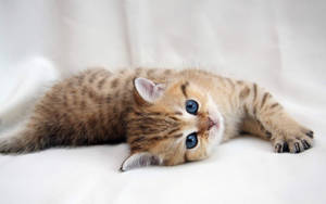 Kitten With Blue Eyes Wallpaper
