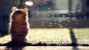 Kitten With Bubbles Wallpaper