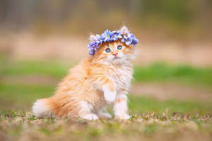 Kitten With Flower Crown Wallpaper