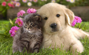 Kitten With Labrador Puppy Wallpaper