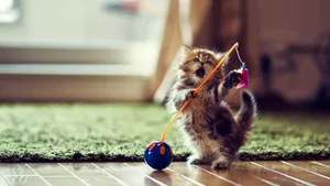 Kitten With Toy Fish Wallpaper