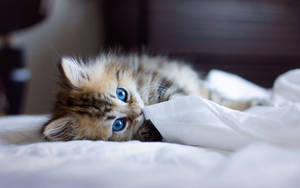 Kitten With White Blanket Wallpaper