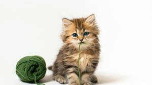 Kitten With Yarn Ball Wallpaper
