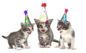 Kittensin Birthday Hats Wallpaper