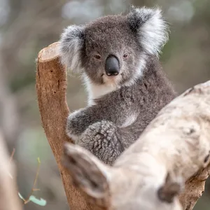 Koala Bear Marsupial Wallpaper