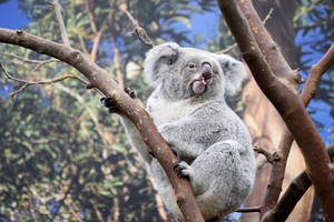 Koala Tongue Sticking Out Wallpaper