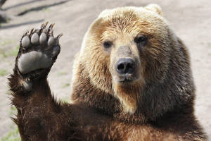 Kodiak Bear Waving Wallpaper