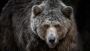 Kodiak Bear With Serious Look Wallpaper