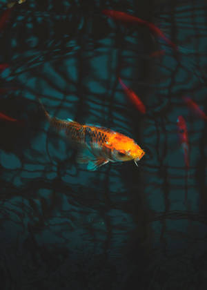 Koi Fish Above The Water Wallpaper