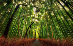 Kyoto Bamboo Forest Wallpaper
