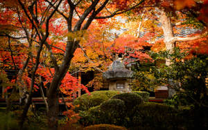 Kyoto Maple Garden Wallpaper