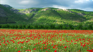 Kyustendil Poppy Field Wallpaper