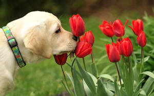 Lab Dog Puppy Smelling Red Tulips Wallpaper