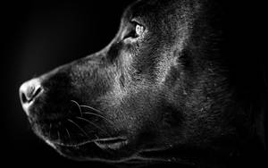Labrador Black And White Photography Wallpaper