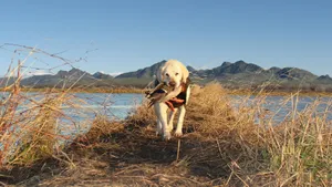 Labrador In Nature Duck Hunting Desktop Wallpaper