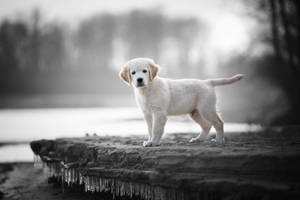 Labrador Monochrome Photography Wallpaper