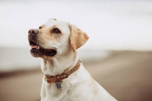 Labrador With Collar Wallpaper