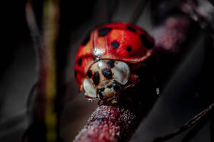 Ladybug Beetle Omnivorous Insect Wallpaper