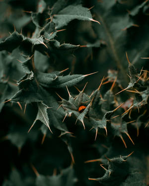 Ladybug Beetle Tucked In Thorny Leaves Wallpaper