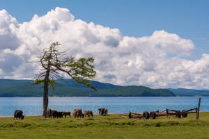 Lake Khövsgöl Mongolia Wallpaper