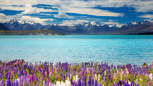 Lake Tekapo New Zealand Wallpaper