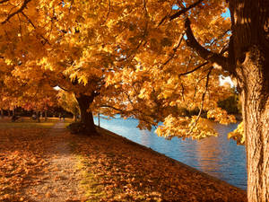 Lakeside Yellow Autumn Trees Wallpaper