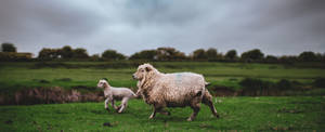 Lamb And Sheep Running On Grass Wallpaper