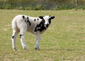 Lamb Black And White Wool On Grass Wallpaper