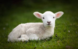 Lamb Laying On Grass Field Wallpaper