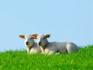 Lamb White Aesthetic Pair On Grass Blue Sky Wallpaper