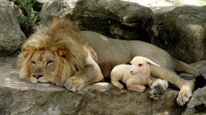 Lamb With Lion On Rock Wallpaper