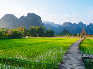 Laos Vang Vieng Rice Fields Wallpaper