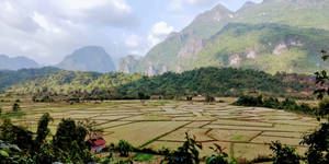 Laos Vientiane Rice Field Wallpaper