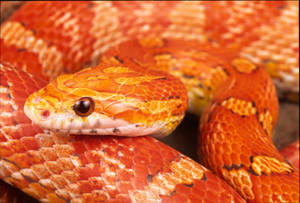 Large Corn Snake Head Wallpaper