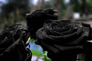 Large Full-blown Black Roses Wallpaper