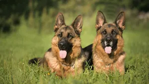 Large German Shepherd Dogs Wallpaper