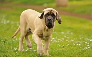 Large Mastiff Dog Walking On Grass Wallpaper