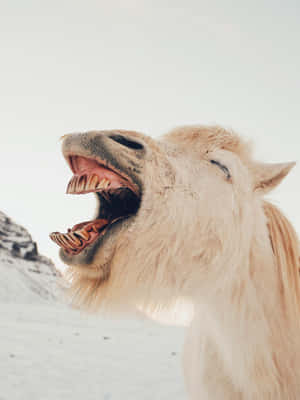 Laughing Horsein Snow Wallpaper