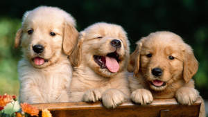 Laughing Puppies Wallpaper