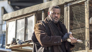 Laurence Fishburne Taking Out A Pigeon Wallpaper