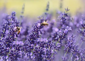 Lavender And Bees Wallpaper