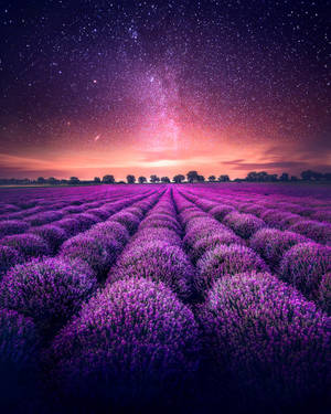 Lavender Farm Under Starry Sky Wallpaper