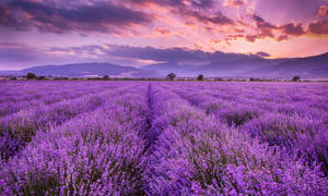 Lavender Field And Mountain Range Wallpaper