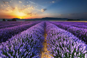 Lavender Field At Sunset Horizon Wallpaper