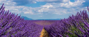 Lavender Field In The French Riviera Wallpaper
